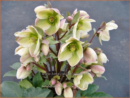 Helleborus &#39;Ivory Prince&#39; (pot 11 cm)