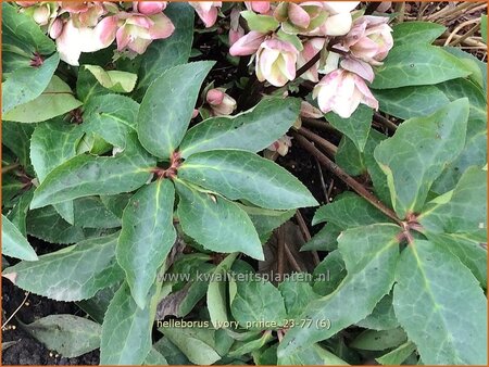 Helleborus &#39;Ivory Prince&#39; (pot 11 cm)