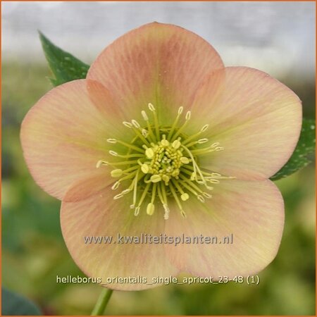 Helleborus orientalis 'Single Apricot'