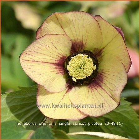 Helleborus orientalis 'Single Apricot Picotee'