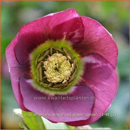 Helleborus orientalis &#39;Single Red Green Center&#39;