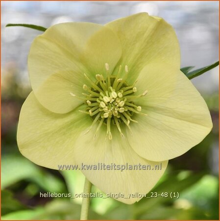 Helleborus orientalis &#39;Single Yellow&#39;