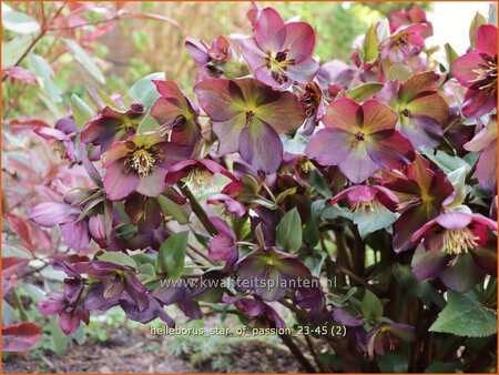 Helleborus 'Star of Passion' (pot 11 cm)