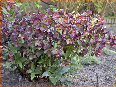 Helleborus 'Star of Passion' (pot 11 cm)