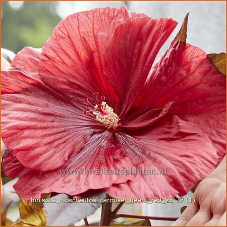 Hibiscus moscheutos &#39;Carousel Geant Red&#39; (pot 11 cm)