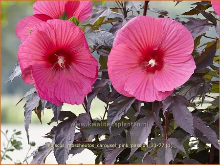 Hibiscus moscheutos &#39;Carousel Pink Passion&#39; (pot 11 cm)