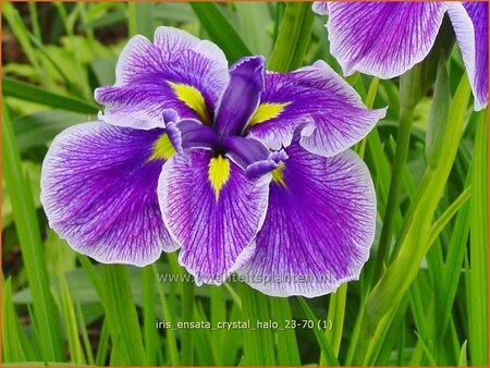 Iris ensata 'Crystal Halo'