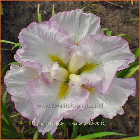 Iris ensata &#39;Lady in Waiting&#39;
