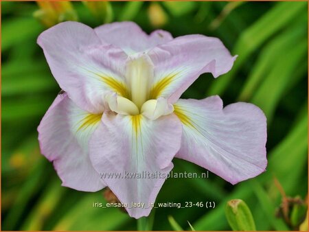 Iris ensata &#39;Lady in Waiting&#39;