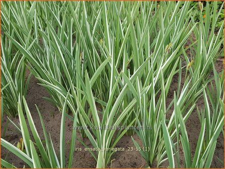 Iris ensata &#39;Variegata&#39;