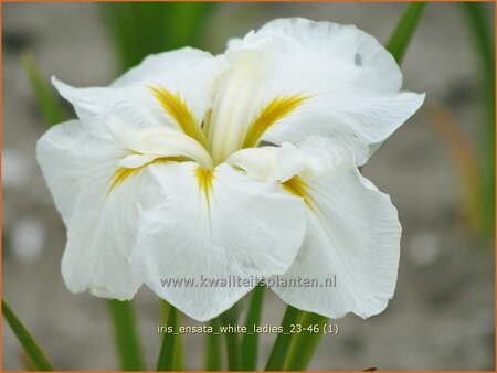 Iris ensata &#39;White Ladies&#39;