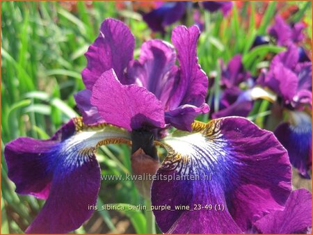 Iris sibirica 'Berlin Purple Wine'