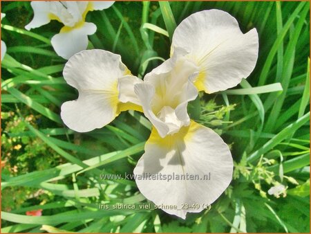 Iris sibirica 'Viel Schnee'