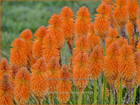 Kniphofia 'Orange Blaze'