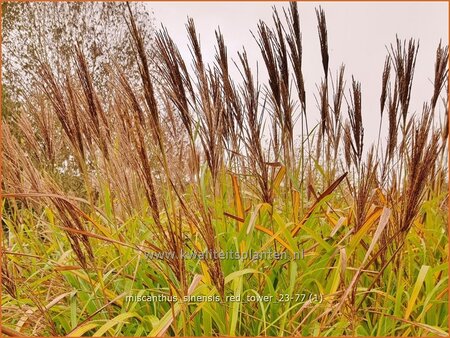 Miscanthus sinensis &#39;Red Tower&#39; (pot 11 cm)