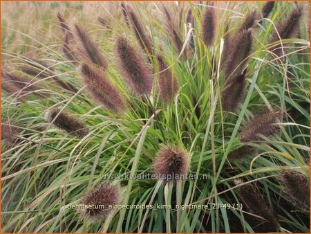 Pennisetum alopecuroides &#39;Kim&#39;s Nightmare&#39;