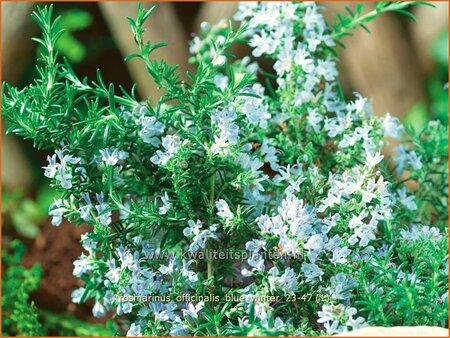 Rosmarinus officinalis &#39;Blue Winter&#39;