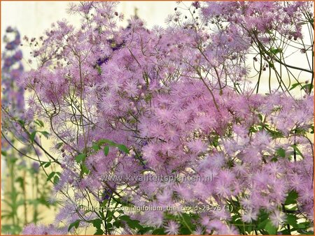 Thalictrum aquilegifolium &#39;The Cloud&#39;