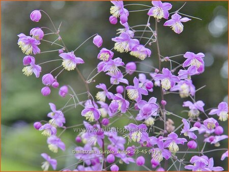 Thalictrum 'Purple Wings'