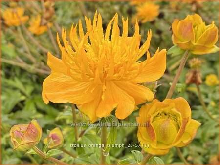 Trollius &#39;Orange Triumph&#39;