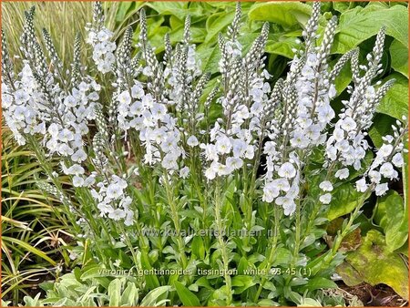 Veronica gentianoides &#39;Tissington White&#39;