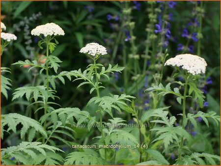 Tanacetum macrophyllum