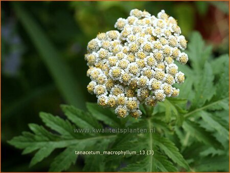 Tanacetum macrophyllum