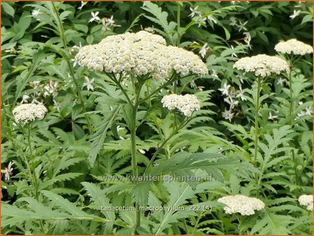 Tanacetum macrophyllum