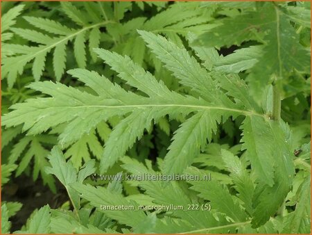 Tanacetum macrophyllum