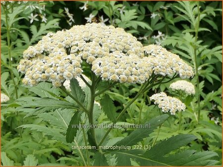 Tanacetum macrophyllum