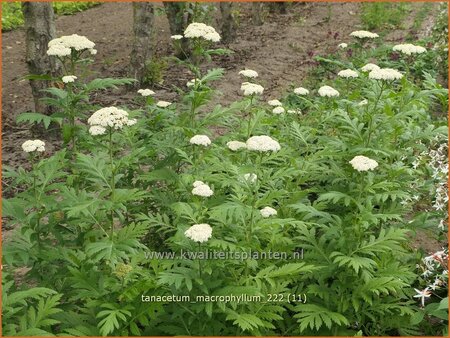 Tanacetum macrophyllum