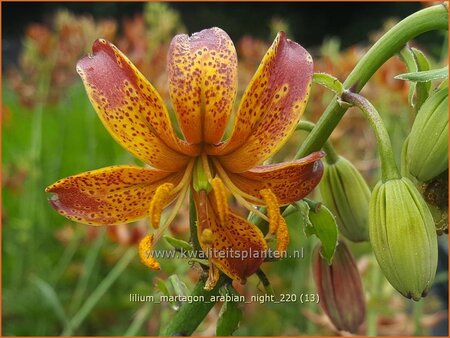 Lilium martagon 'Arabian Night'
