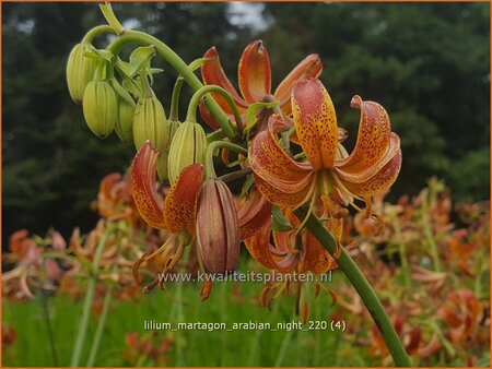 Lilium martagon 'Arabian Night'