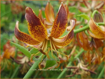 Lilium martagon 'Arabian Night'