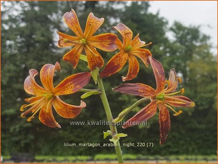 Lilium martagon 'Arabian Night'