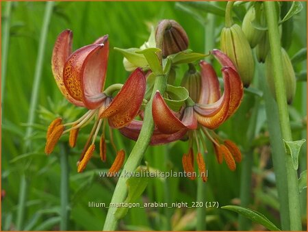 Lilium martagon 'Arabian Night'