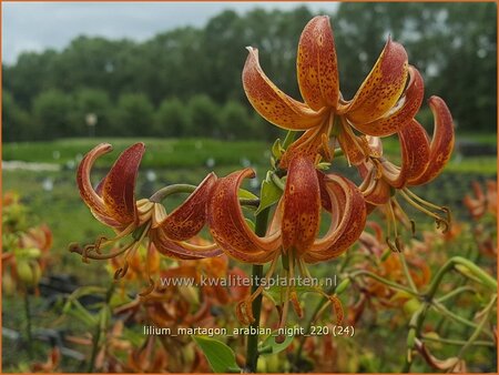 Lilium martagon 'Arabian Night'