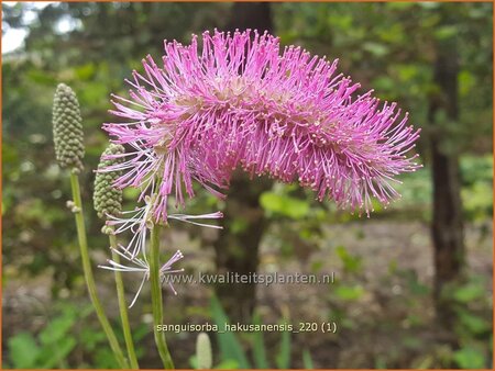 Sanguisorba hakusanensis