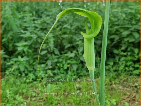 Arisaema consanguineum