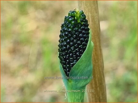 Arisaema consanguineum