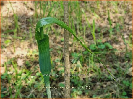 Arisaema consanguineum