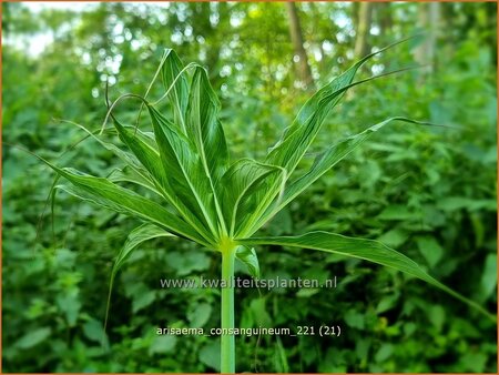 Arisaema consanguineum