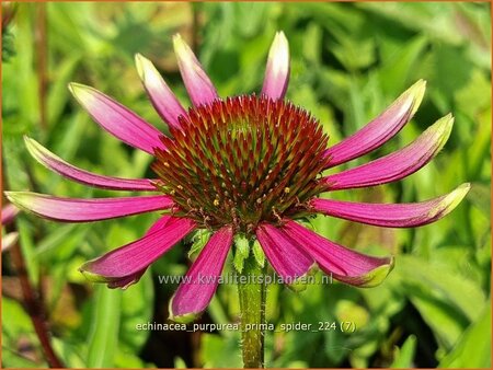 Echinacea purpurea 'Prima Spider'