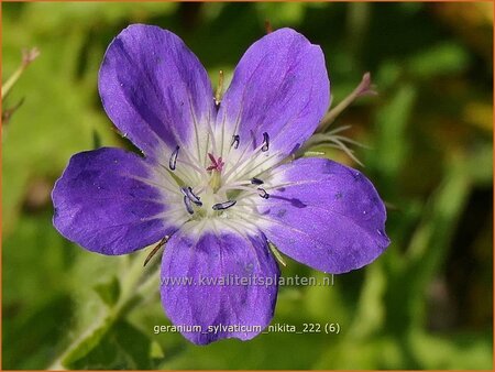 Geranium sylvaticum 'Nikita'