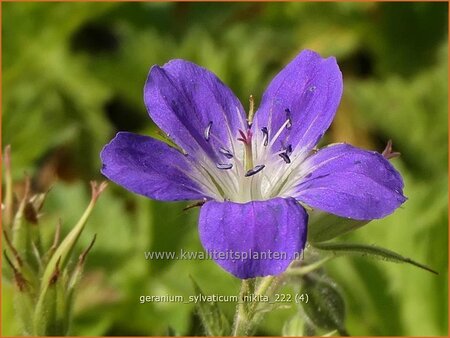 Geranium sylvaticum 'Nikita'