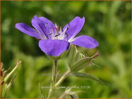 Geranium sylvaticum 'Nikita'