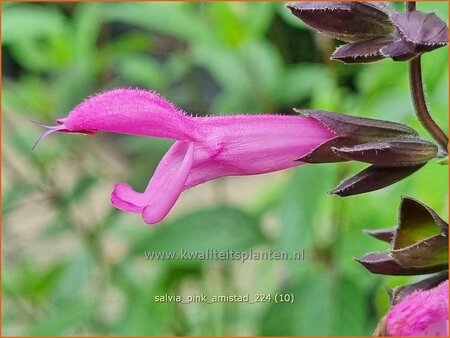 Salvia 'Pink Amistad'