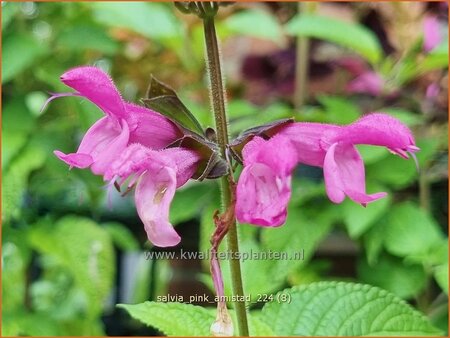 Salvia 'Pink Amistad'