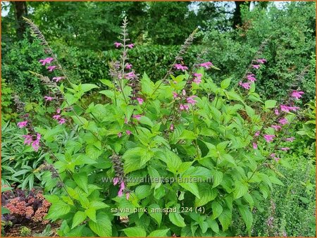 Salvia 'Pink Amistad'