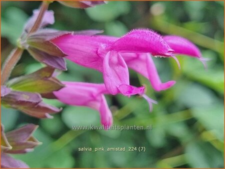 Salvia 'Pink Amistad'